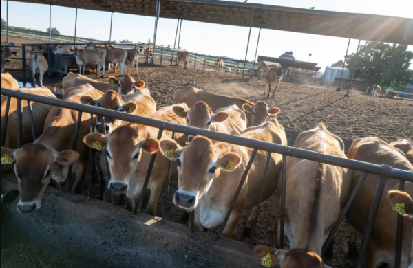 Farmworkers Facing High-Risk Exposures to Bird Flu Testing Efforts Lacking